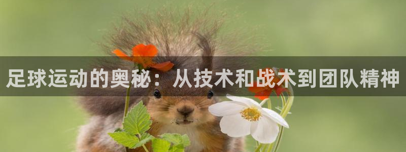 球客岛